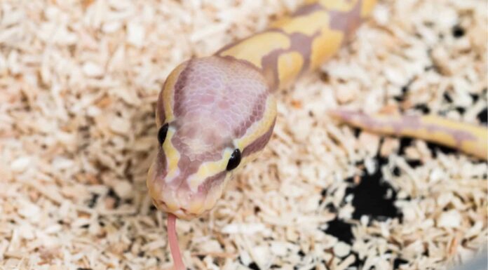 Serpenti rosa: i serpenti più belli che puoi tenere come animale domestico

