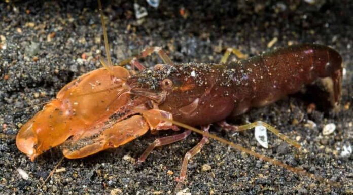 Pistol Shrimp vs Mantis Shrimp: quali sono le differenze?
