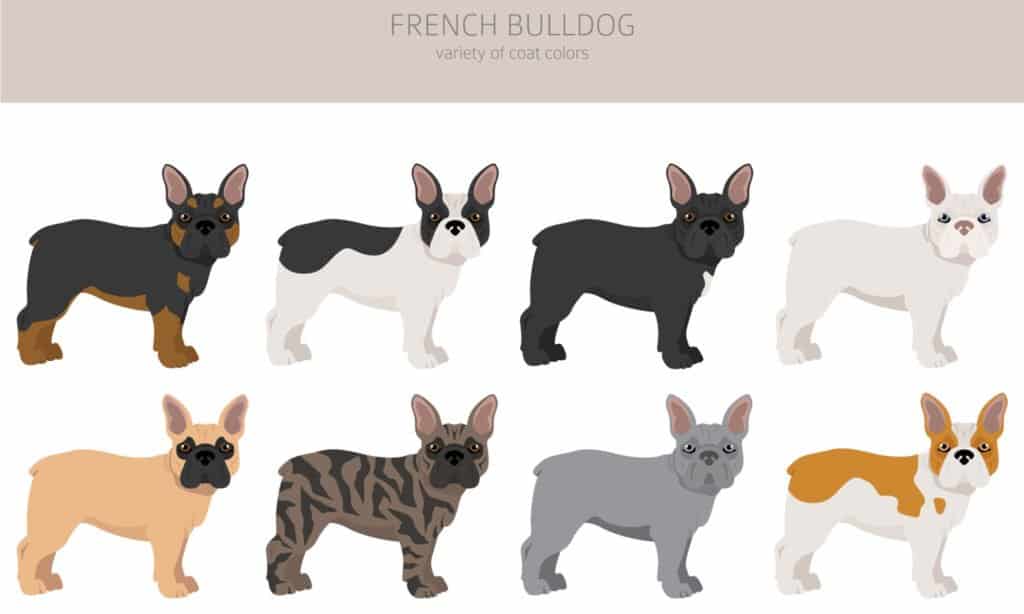 Colori del mantello del bulldog francese