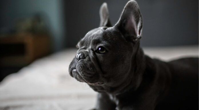 Lilac French Bulldog vs Blue French Bulldog