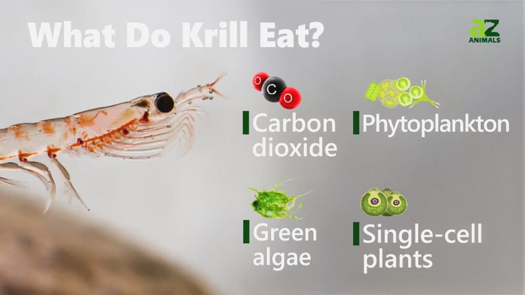 Cosa mangiano i krill
