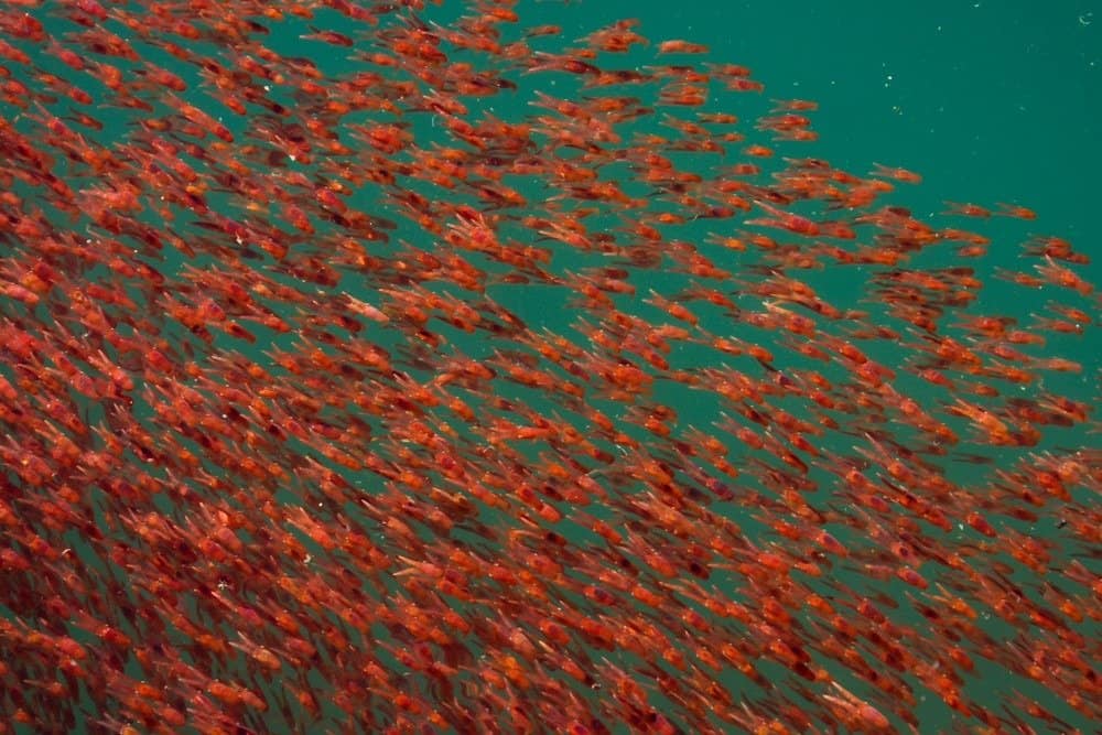 sciame di krill di aragosta nell'acqua di mare