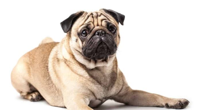 Puggle vs Pug: qual è la differenza?
