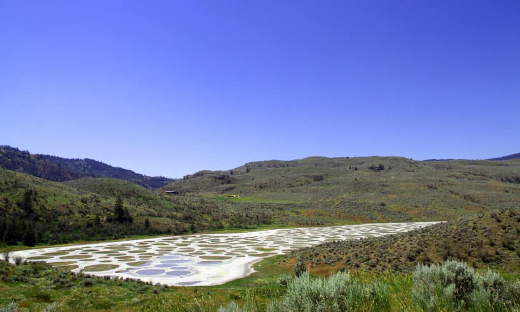 Lago maculato