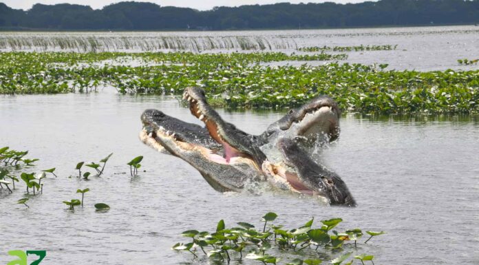 I 10 laghi più infestati da alligatori negli Stati Uniti
