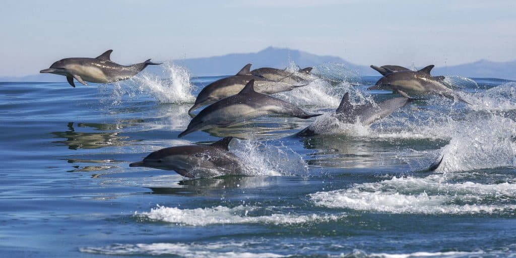 Gruppo di balene - branco di delfini comuni dal becco lungo