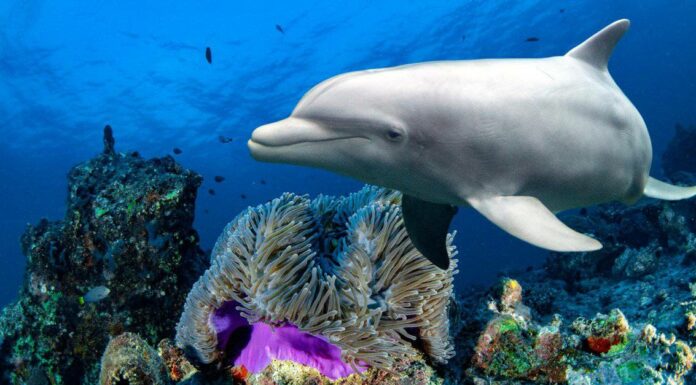 I delfini sono pericolosi?
