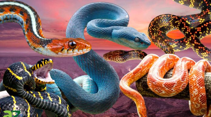 Scopri i 10 serpenti più colorati del mondo
