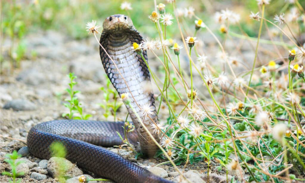 Cobra sputatore di Giava