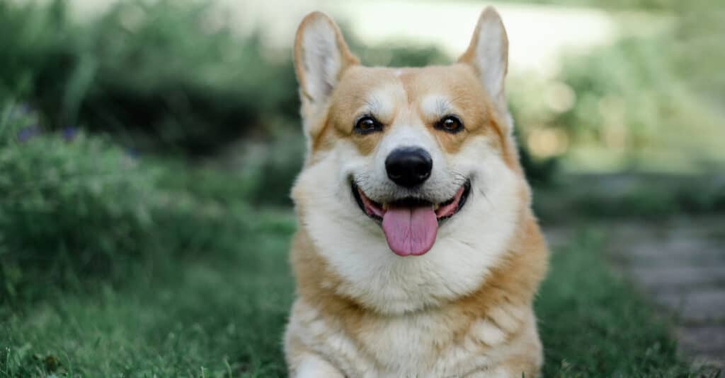 Cardigan Welsh Corgi vs Pembroke Welsh Corgi