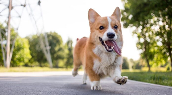 Cardigan Welsh Corgi vs Pembroke Welsh Corgi: qual è la differenza?
