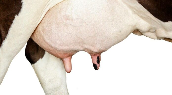 Latte di capra vs latte di mucca: quale è meglio per te?
