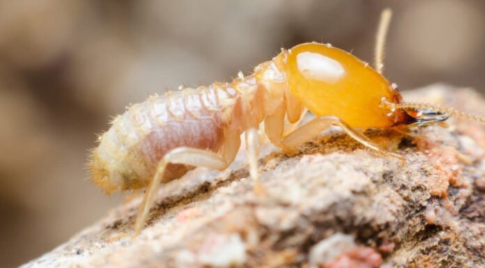Mud Dauber vs Termite: spiegate le differenze chiave
