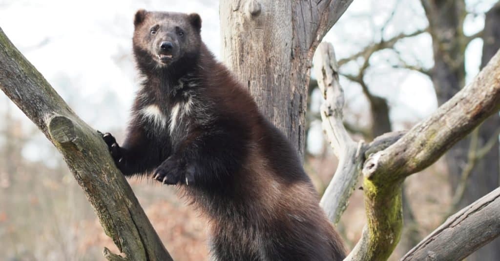 Wolverine in piedi su un albero