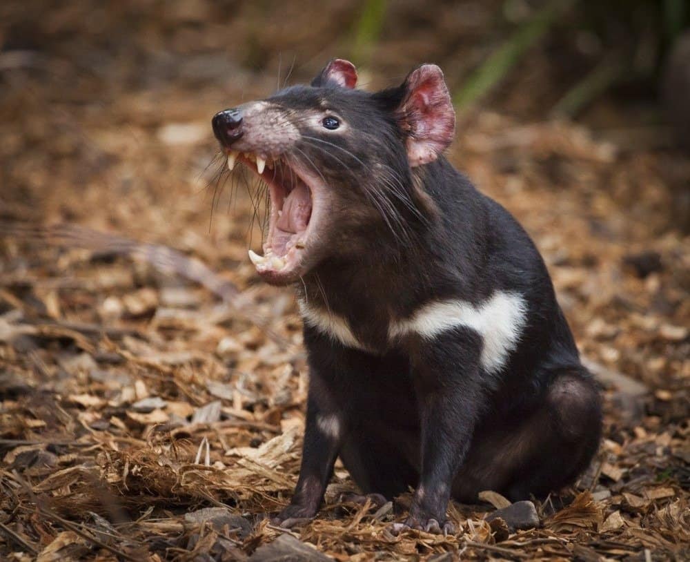 Diavolo della Tasmania, sono il più grande marsupiale carnivoro vivente dell'Australia.  Sono selvatici solo in Tasmania, ma gli scienziati hanno chiesto che vengano reintrodotti sulla terraferma.