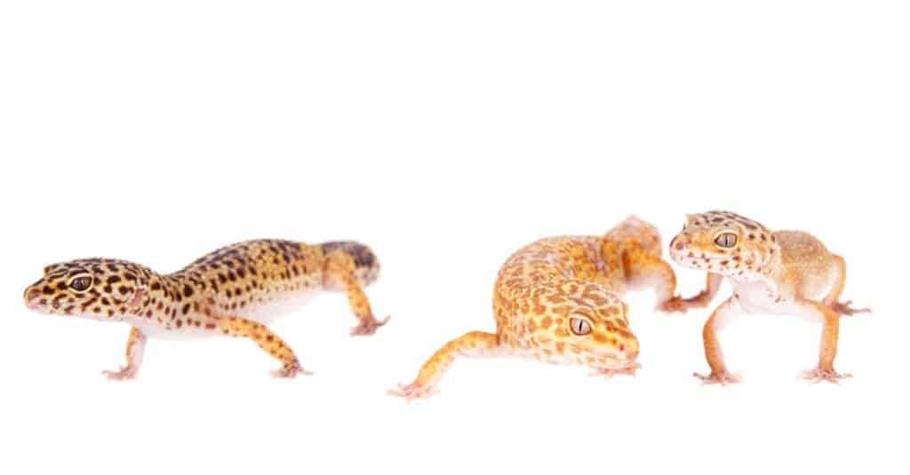 diversi-leopardo-geco-morph