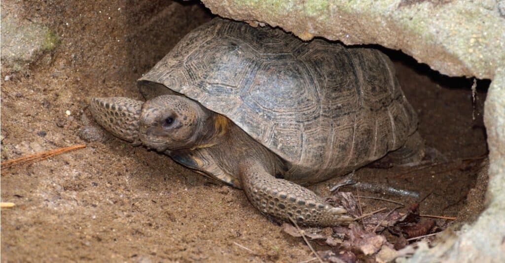 Gopher Tortoise rintanato nel suo tumulo.