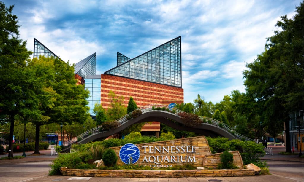 I migliori acquari del Tennessee - Tennessee Aquarium 