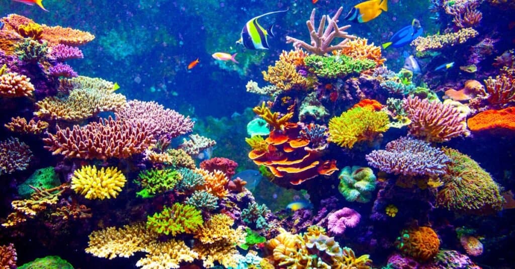 Barriera corallina e pesci tropicali alla luce del sole.  Acquario di Singapore