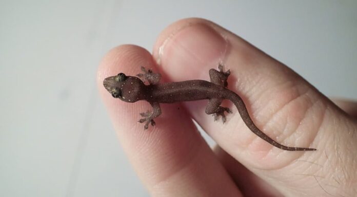 Geckos in Texas - Texas Banded Gecko