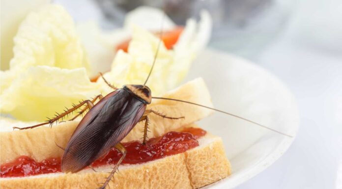 Gli scarafaggi sono pericolosi?
