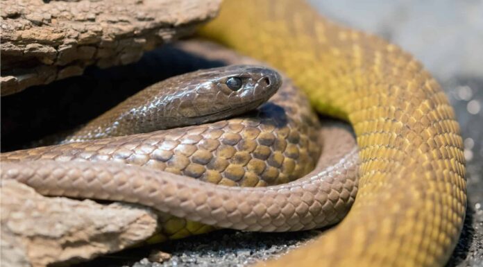 Inland Taipan vs Pitone dalla testa nera: chi vincerebbe in un combattimento?
