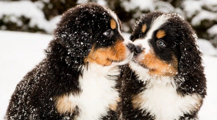 Bernese vs Greater Swiss Mountain Dog: 8 differenze
