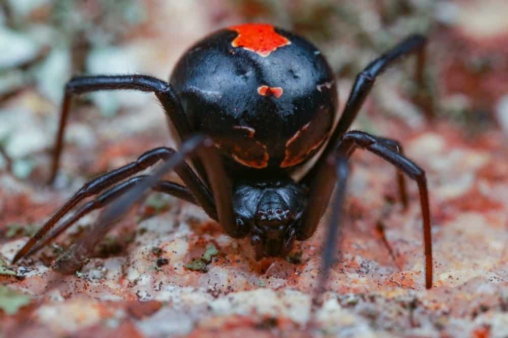 Ragno australiano dal dorso rosso