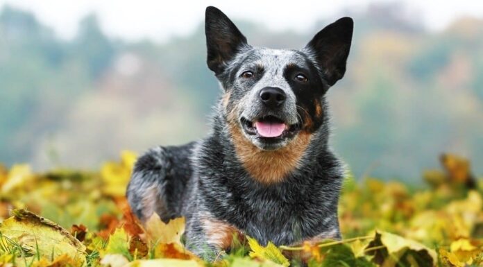 Australian Cattle Dog vs Blue Heeler: quali sono le differenze?
