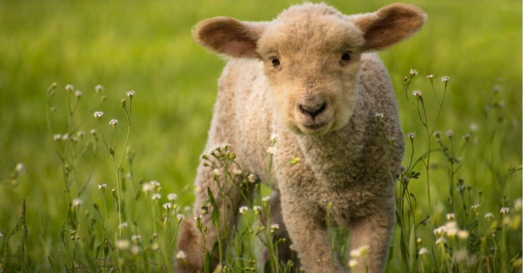 agnello di pecora
