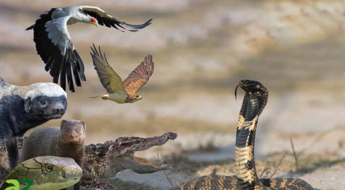 8 animali che cacciano i cobra
