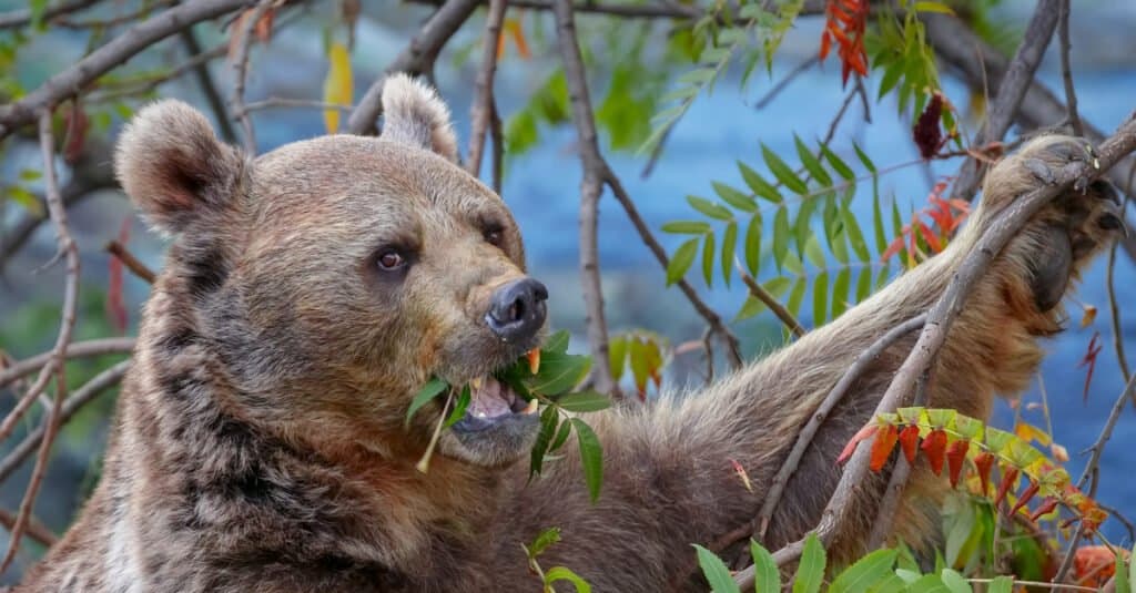 Cosa mangiano gli orsi grizzly - foglie