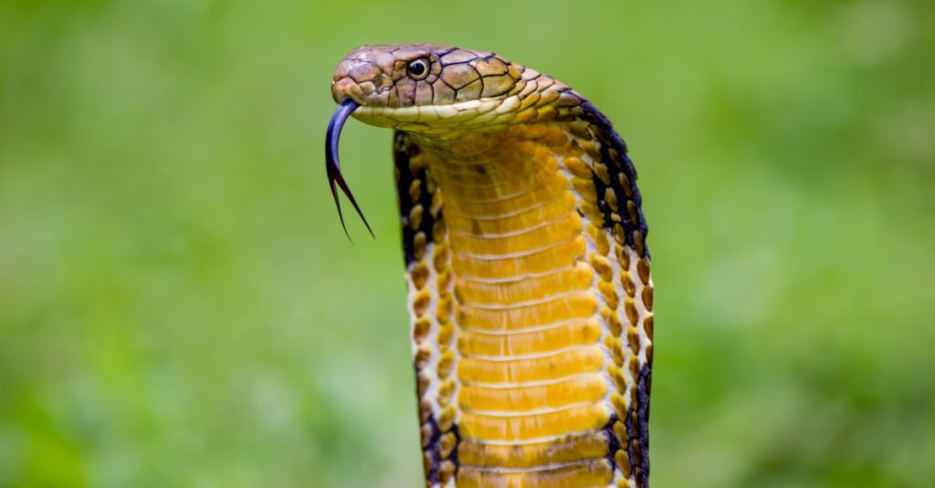 primo piano di un cobra reale