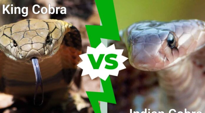 King Cobra vs Indian Cobra: quali sono le differenze?
