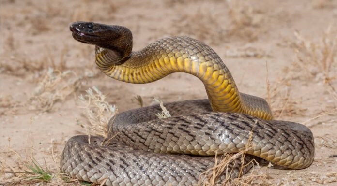 Inland Taipan vs Death Adder: chi vincerebbe in un combattimento?
