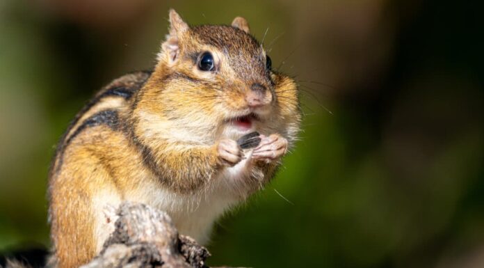 Buchi di scoiattoli: come identificare e riempire le tane di scoiattoli
