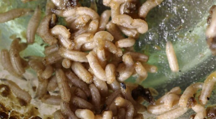 Durata della vita dei vermi: quanto tempo vivono i vermi?
