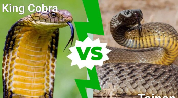 King Cobra vs Taipan: chi vincerebbe in un combattimento?
