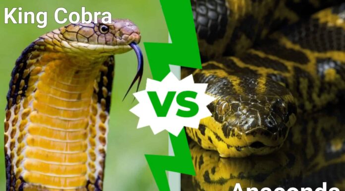 King Cobra vs Anaconda: chi vincerebbe in un combattimento?
