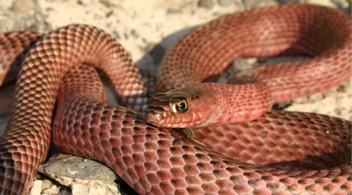 Coachwhip Snake vs Copperhead: 13 differenze importanti
