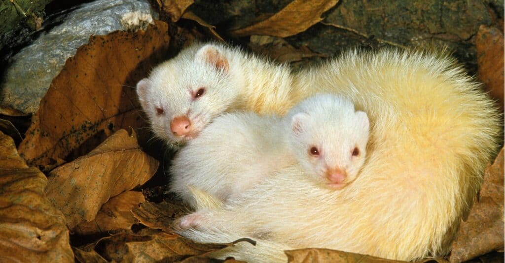 Una femmina di furetto bianco con i piccoli, che dorme tra le foglie.