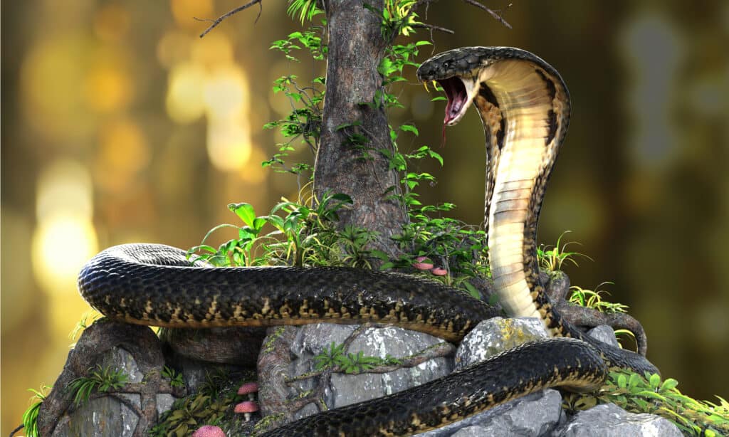 serpente cobra reale