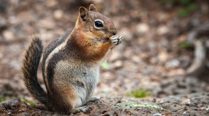 Chipmunk Sounds: come identificare uno scoiattolo in base al suono
