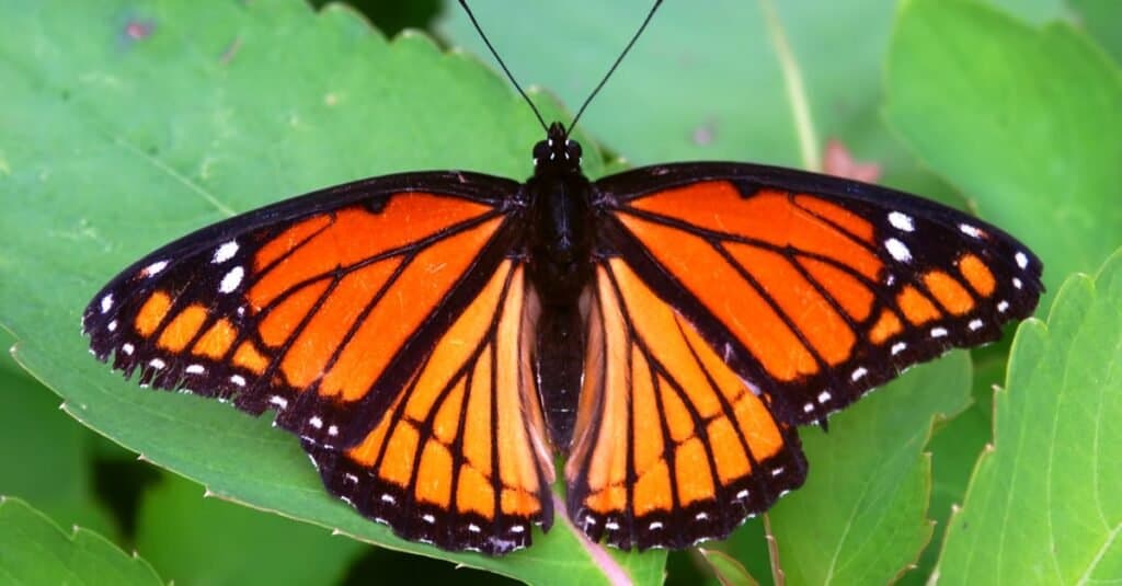 Viceroy Butterfly si trova in Florida
