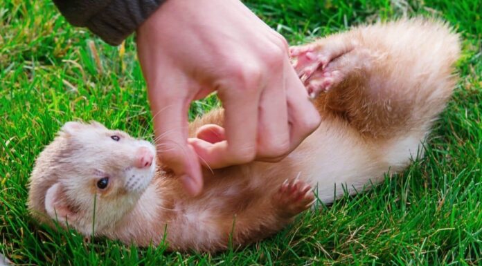 Furetto domestico: la guida completa alla cura del furetto
