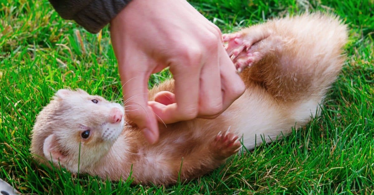 Uomo che gioca con un animale domestico Cannella Furetto fuori sull'erba.