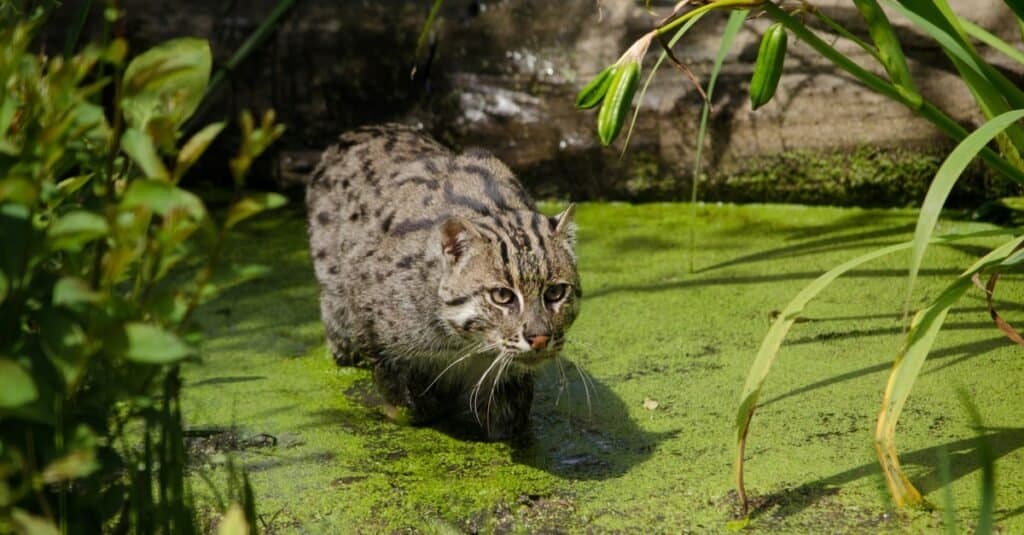 Tipi di gatti selvatici - Gatto da pesca
