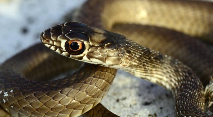 Coachwhip Snake vs Chicken Snake (Yellow Rat Snake): esplorando le differenze
