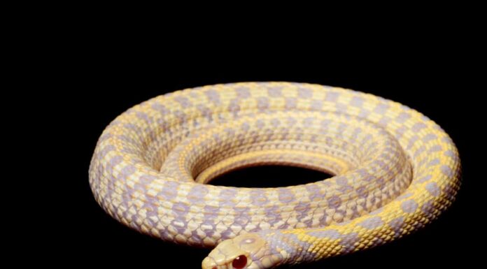Garter Snake vs Copperhead: in cosa differiscono?
