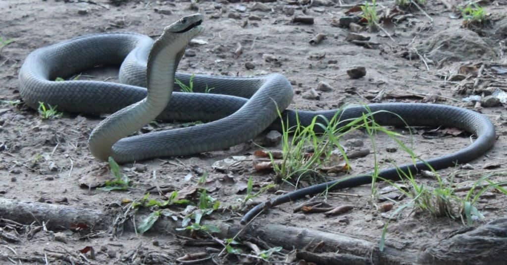 I serpenti più grandi: il Black Mamba